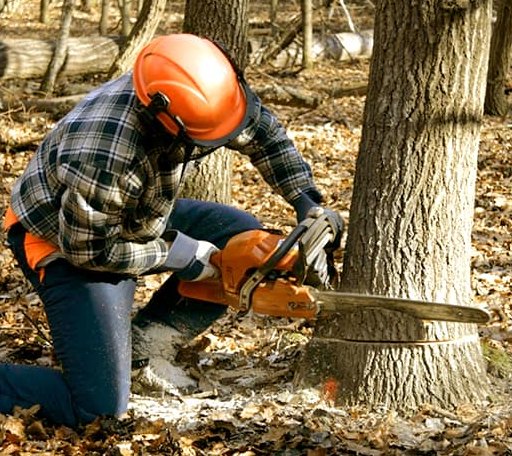 Tree Removal in Curtis, AR